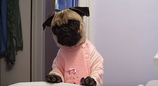 Sophie the pug