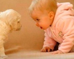 Take Some Time Out to Watch These Dogs and Babies Interact – It’s SO Precious!