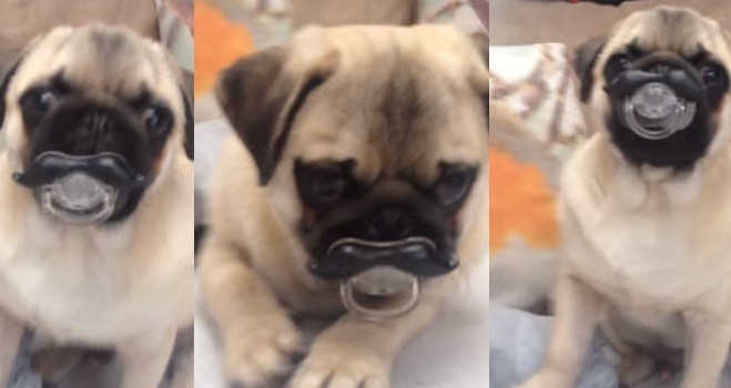 baby pug with mustache pacifier