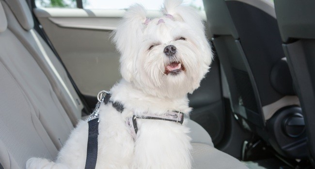 dog wearing seatbelt