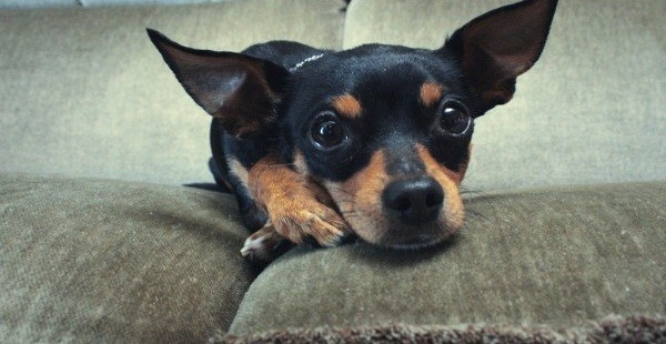Why Having A Dog Can Reduce The Risk Of Your Kids Developing Asthma!