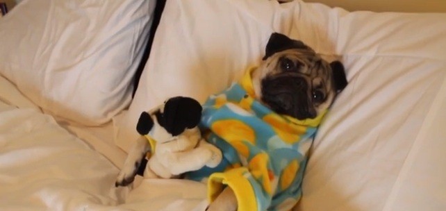 [VIDEO] Watch Doug the Pug Sleeping as a Little Girl Sings Him a Lullaby