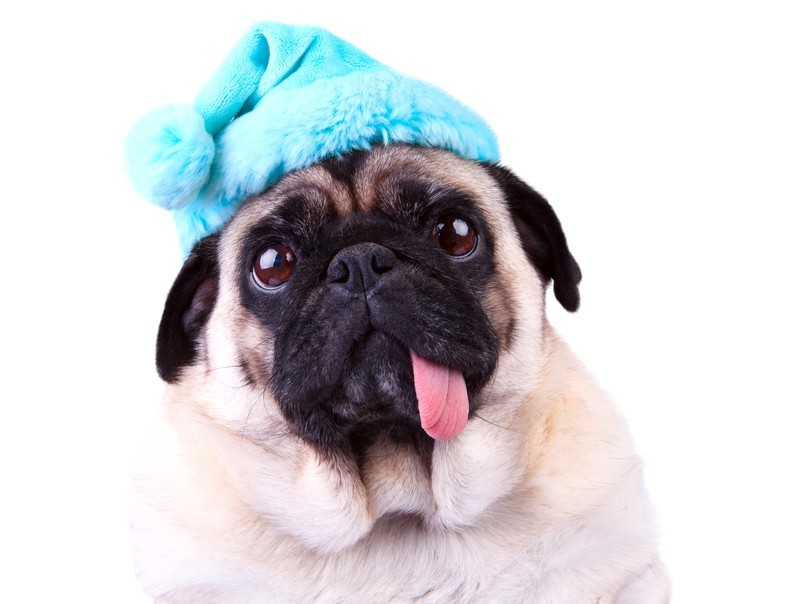 funny pug wearing a blue hat