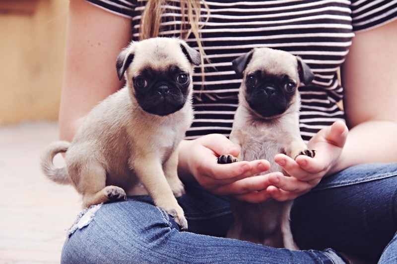 tiny pug puppies