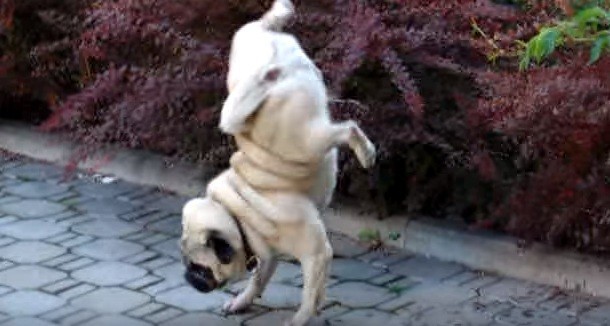 [VIDEO] This Pug Has A Unique Way Of Marking His Territory… LOL