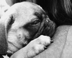 These Photos of Dogs Hugging Their Owners Will Make You Go “Aww!”