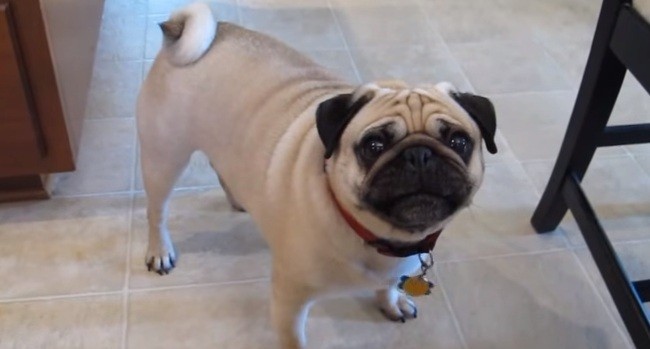 (Video) What This Hungry Pug Does to Tell His Human it’s Time for Dinner Has Us Laughing Non-Stop