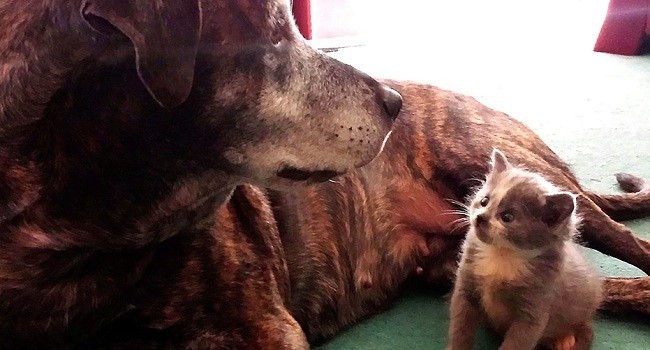 These Two Guard Dogs Adopted The Most UNLIKELY Companion!