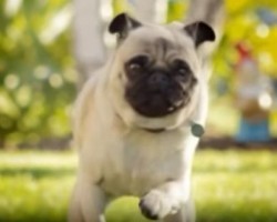 [VIDEO] When a Pug Wants Something Yummy Like THIS You Better Watch Out! LOL!