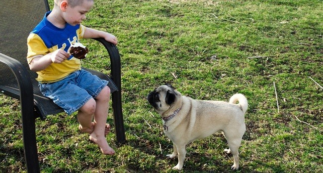 pug begging for food