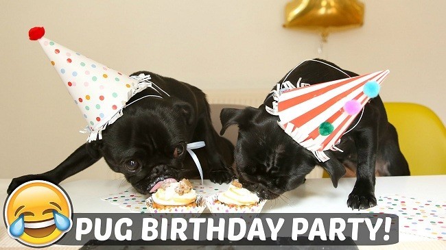 pug birthday party