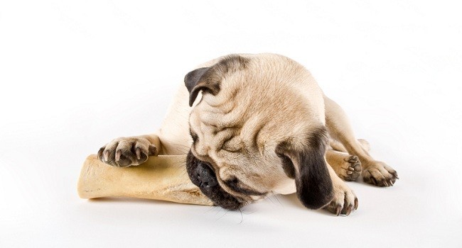 pug chewing on a bone