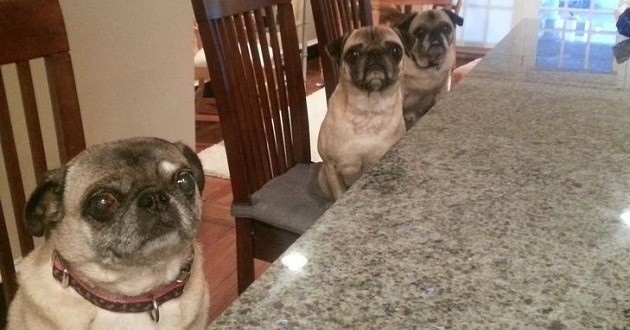 pugs eating at the table
