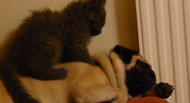 [VIDEO] Toby The Pug is Enjoying His Massage… From a Cat?! This Video is a Must Watch!