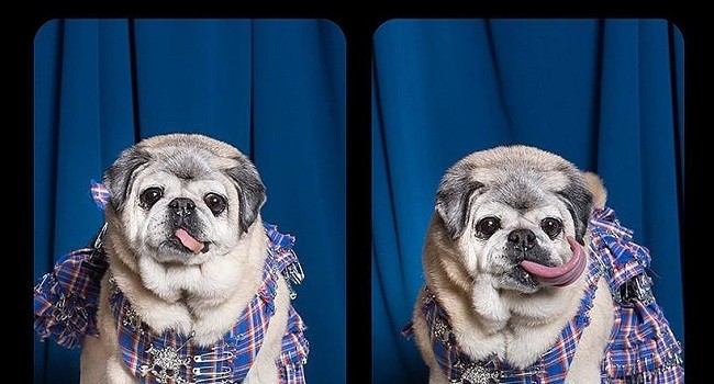 7 Pictures of Dogs in Photo Booths That Make Us Wish We Were There to Join in on the Fun