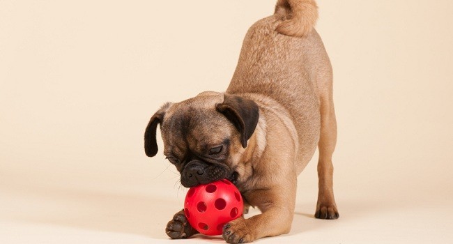 6 Clever Ways to Exercise Fido At Home!