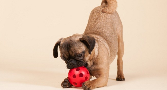 pug playing with toy
