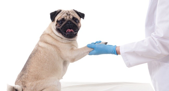 pug visiting vet