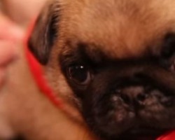 [VIDEO] Pug Puppy Wears Something SO Adorable it Steals Our Hearts