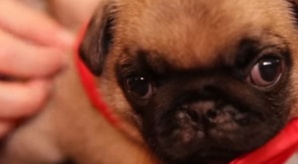 pug wearing bow tie