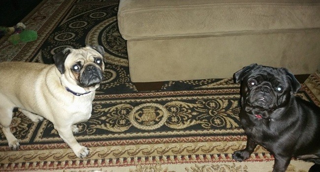 pugs at home
