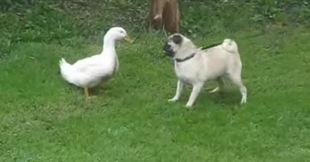 pug and a duck