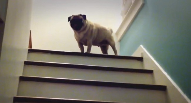 pug hopping up the stairs