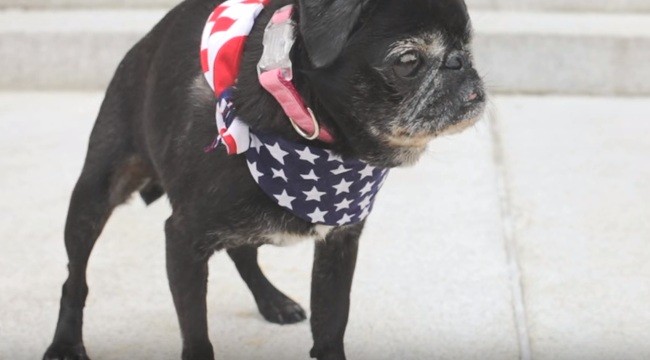 Mildred The Pug is Running for the Oval Office and Wants YOU to Help Senior Dogs in Need!
