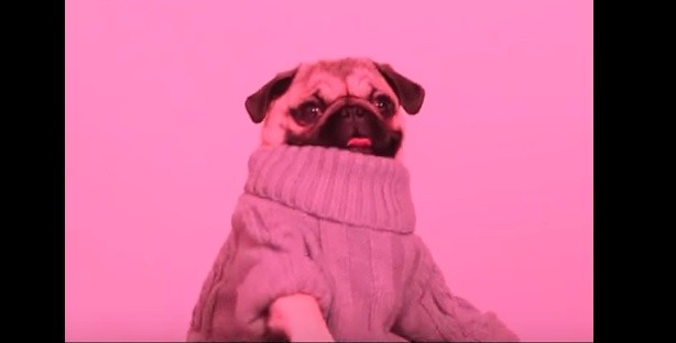 pug line bling