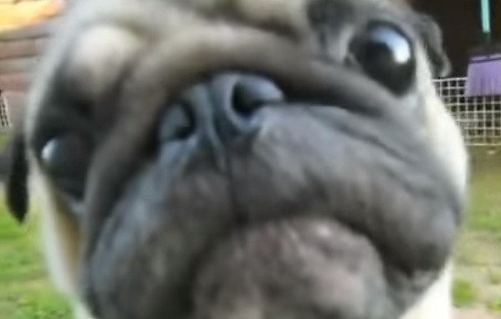 pug looks into your eyes