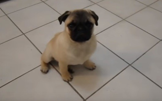 pug puppy plays dead
