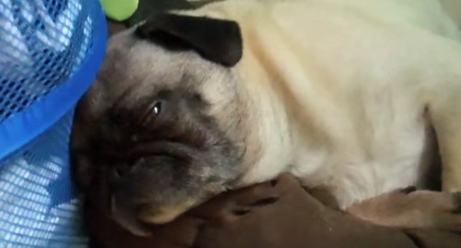 pug being woken up