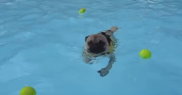pug swimming