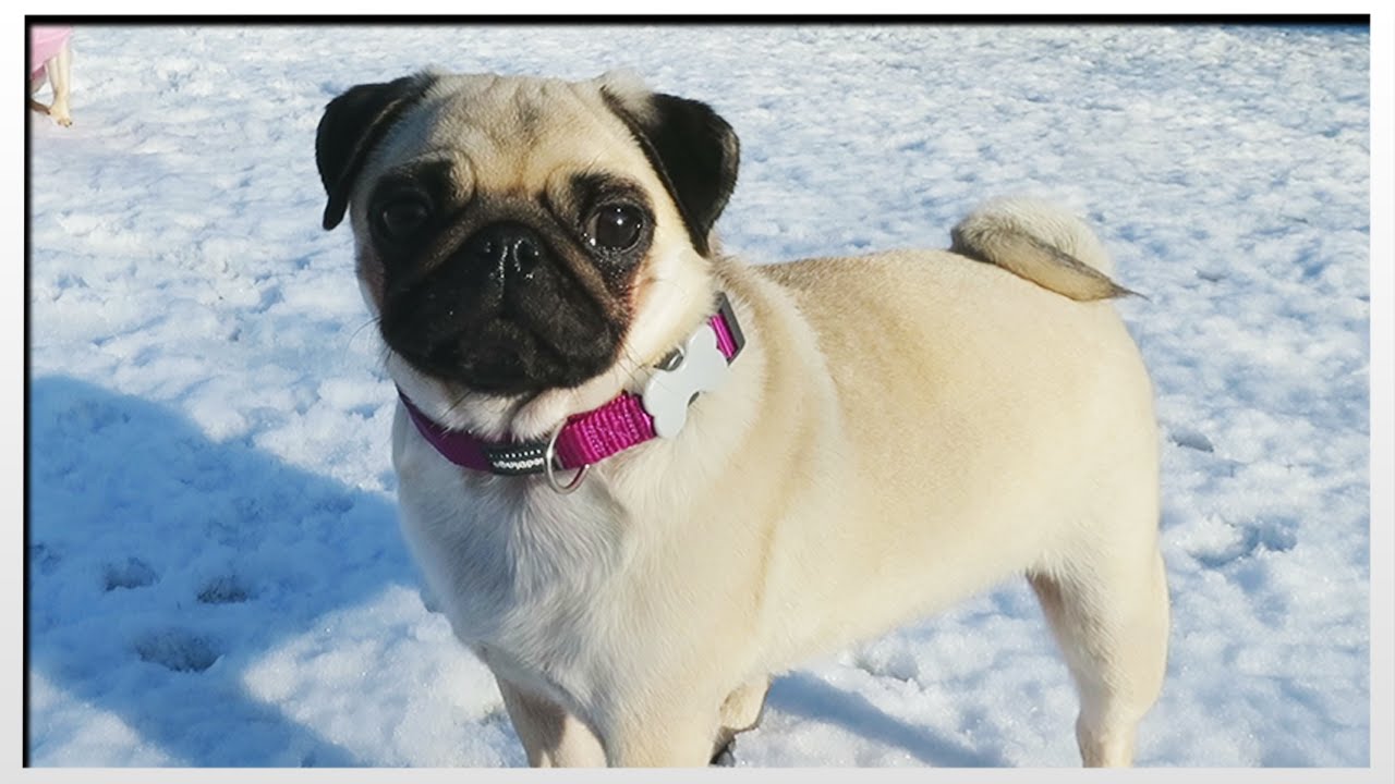 Pugs In Fresh Snow!