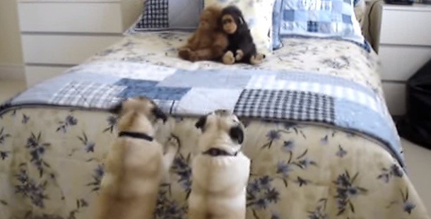 (Video) Two Pugs Try to Scare Off a Stuffed Monkey by Doing Hilarious Antics