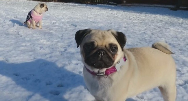 [VIDEO] Pugs in the Snow Equal a Whole Lotta’ Cuteness!