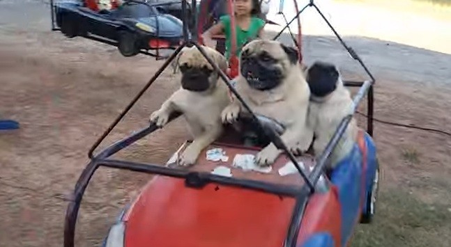 pugs on carousel