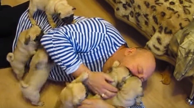 [VIDEO] Pug Puppies Tackle Their Owner And Smother Him With Puppy Kisses… So Cute!