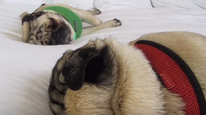 pugs sleeping