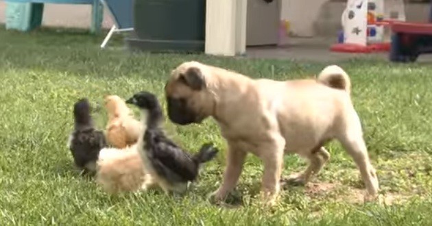 puppy makes friends with chicks