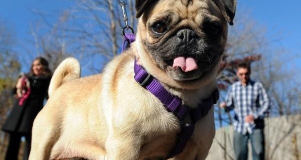 rescued pug