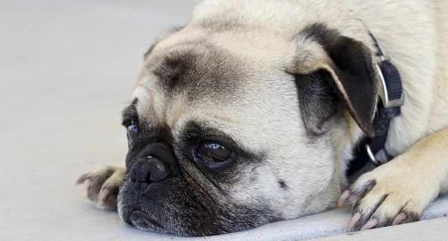 sad pug resting