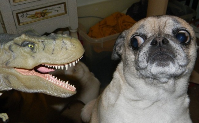 Jurassic pug