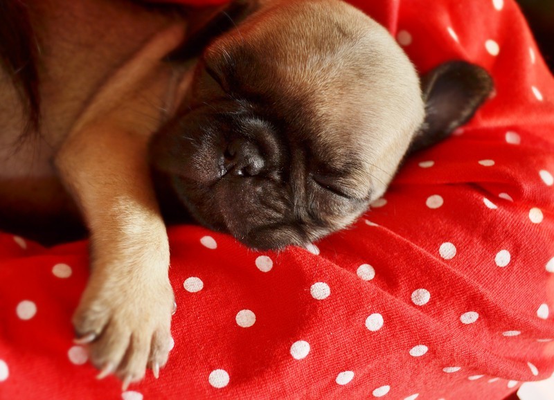 pug sleeping on a pillow