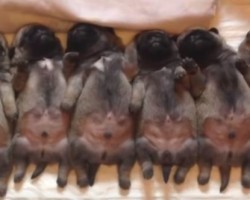 Fall in Love With Some Darling Sleeping Pug Puppies! You Won’t Believe What They Do While Sleeping!