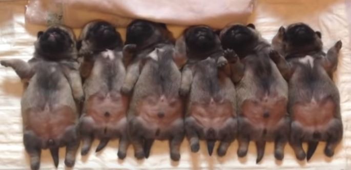 sleeping pug puppies