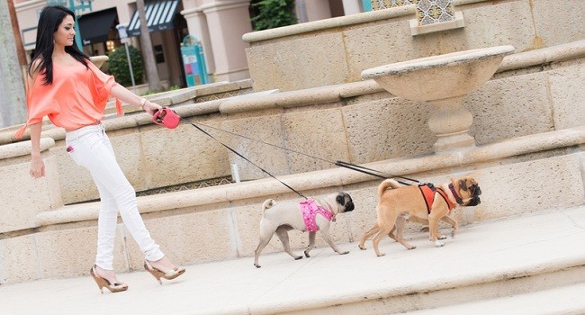 How Much Exercise Does Your Dog ACTUALLY Need?