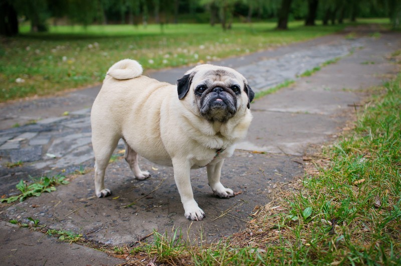 pug on the sidewalk