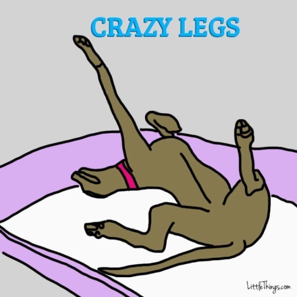 crazy legs