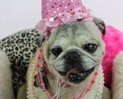 April the Pug Has a Well-Deserved Birthday Bash — Guess How Old She is Now?!